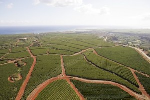 Coffee farm in kauai, hawaii